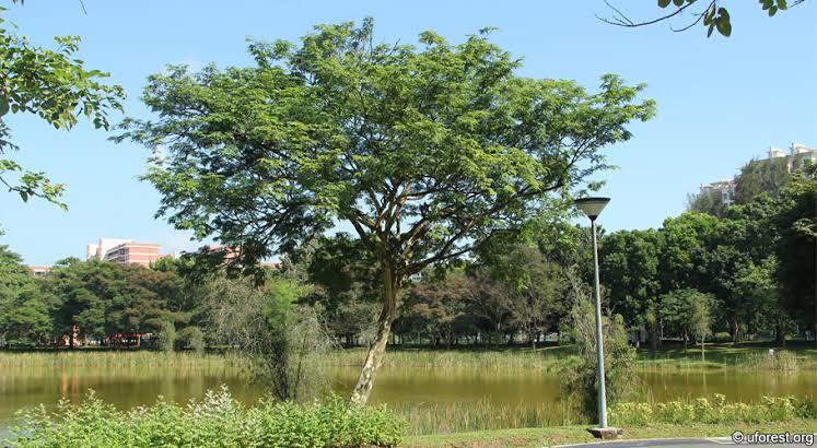 Caesalpinea Ferrea
