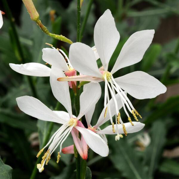 Gaura White