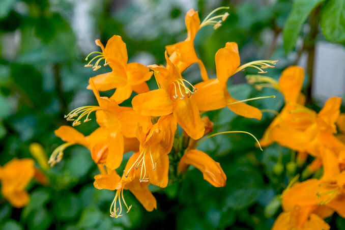 Tecoma Capensis Gold