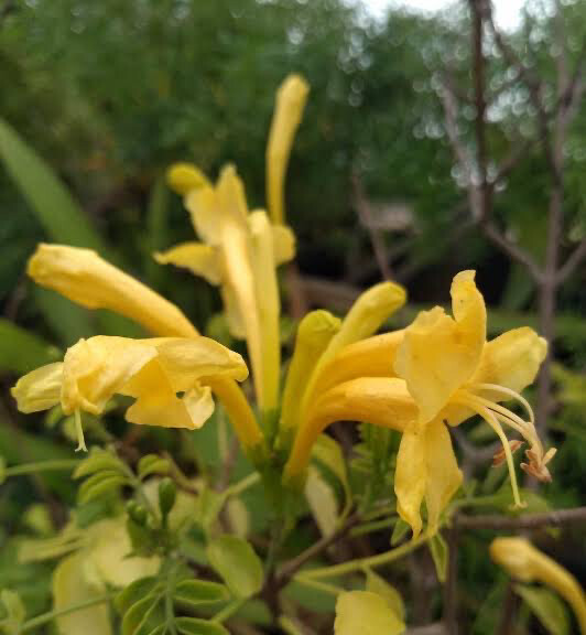 Tecoma Capensis Lutea