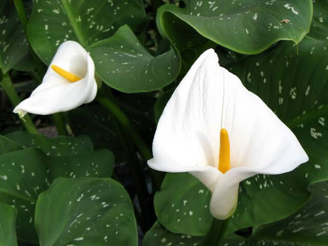 Zantedeschia Aethiopica