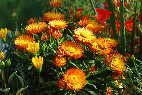 Bracteantha Sunbrella Orange