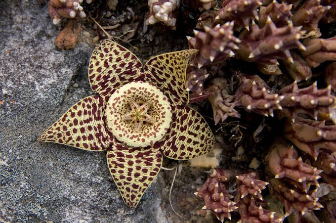 Orbea variegata
