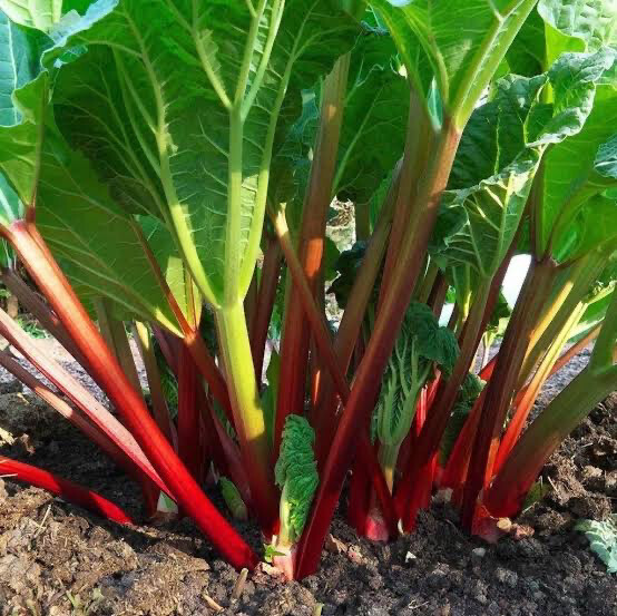Rhubarb Victoria
