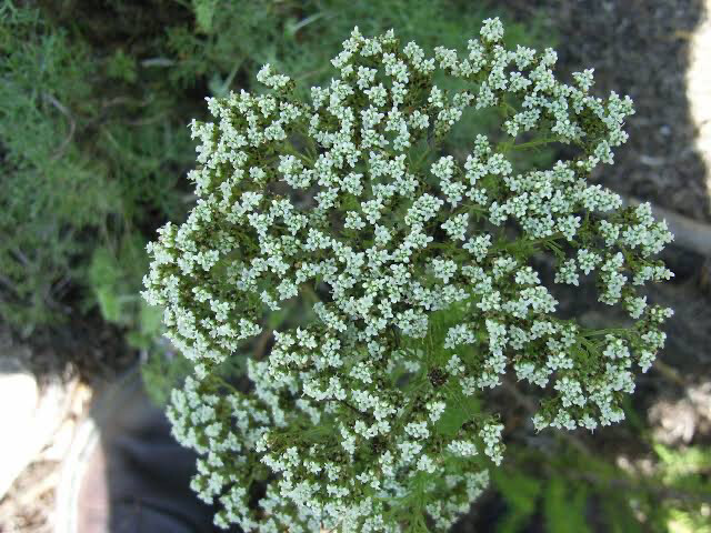 Selago Corymbosa