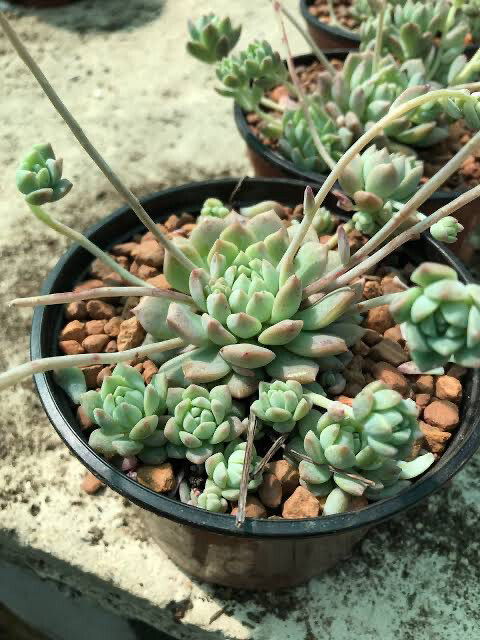 Echeveria Prolifica