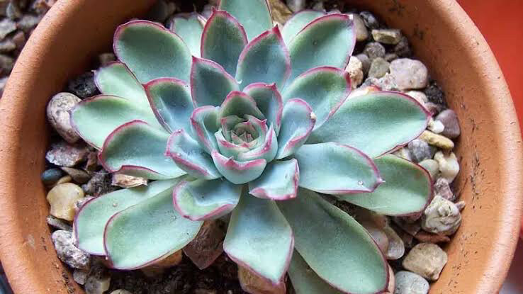 Echeveria Pelusida