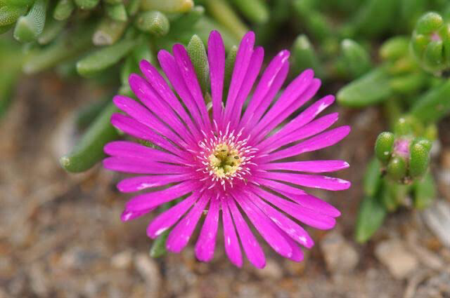 Delosperma Ecklonii