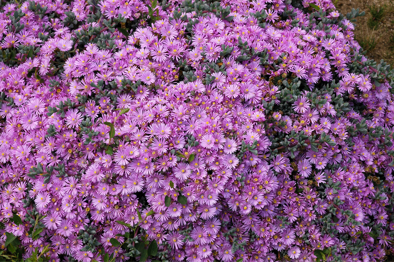 Oscularia Deltoides