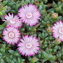 Ruschia Lineolata