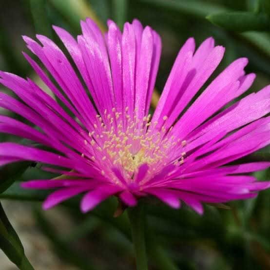 Delosperma Stenandrum