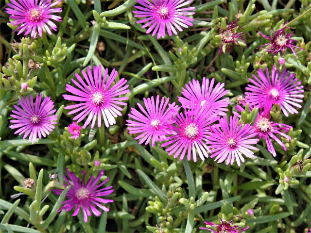 Delosperma Cooperi