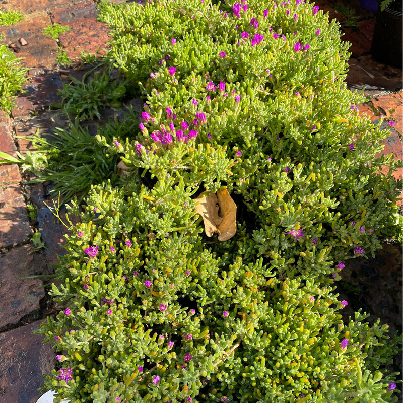 Delosperma Cooperi