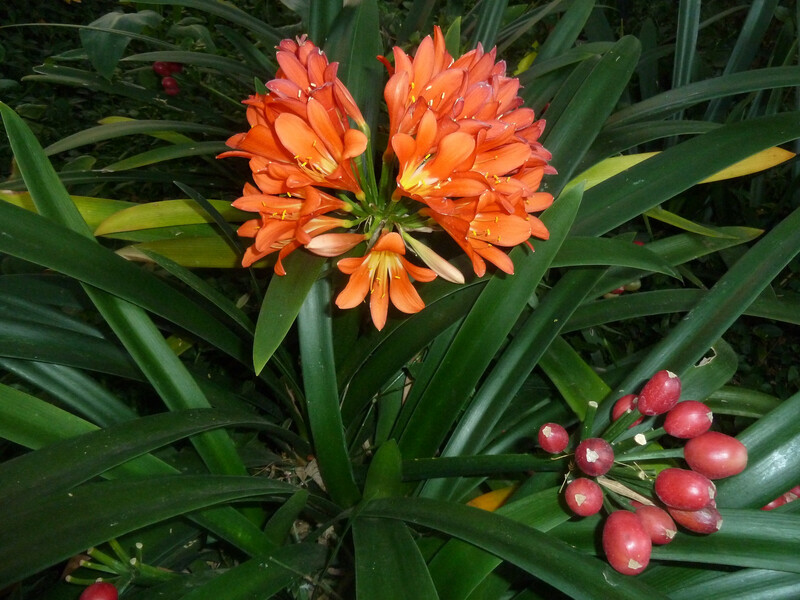 Clivia