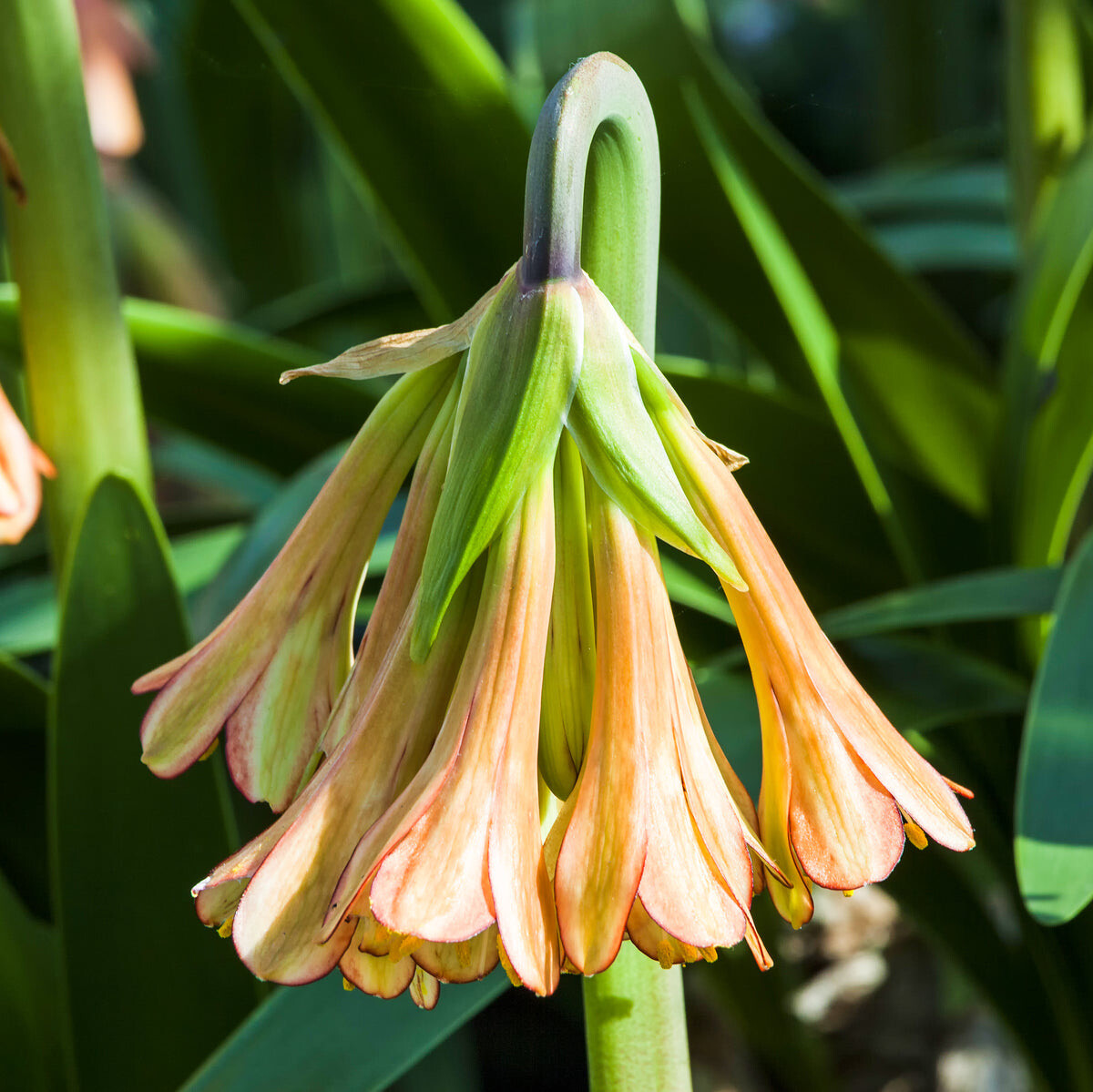 Cyrtanthus Knysna Lily