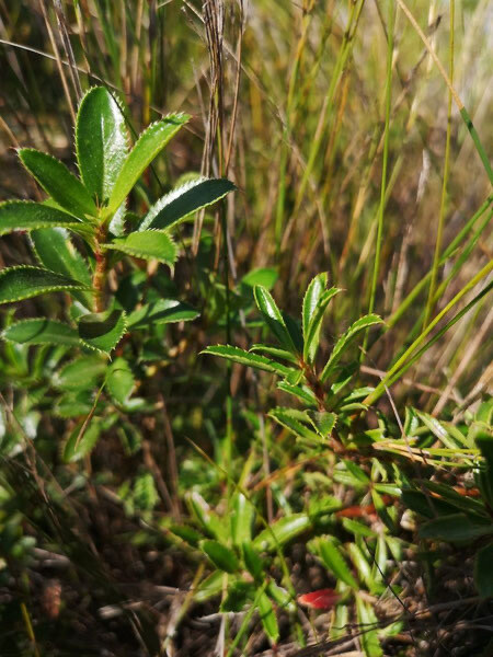 Cliffortea Ferruginea