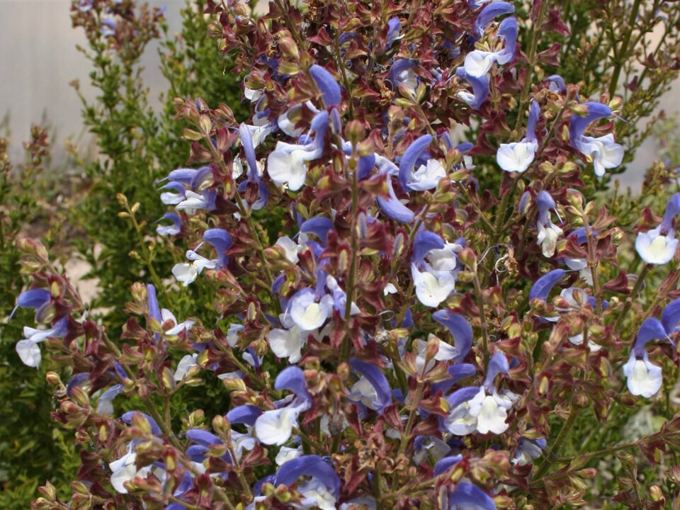 Salvia Africana Caerulea
