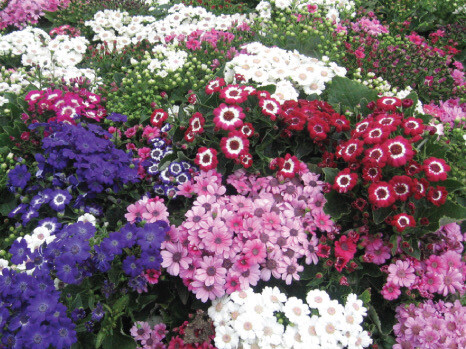Cineraria Resort Mix