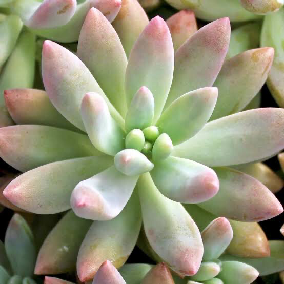 Graptosedum ‘Darley Sunshine’