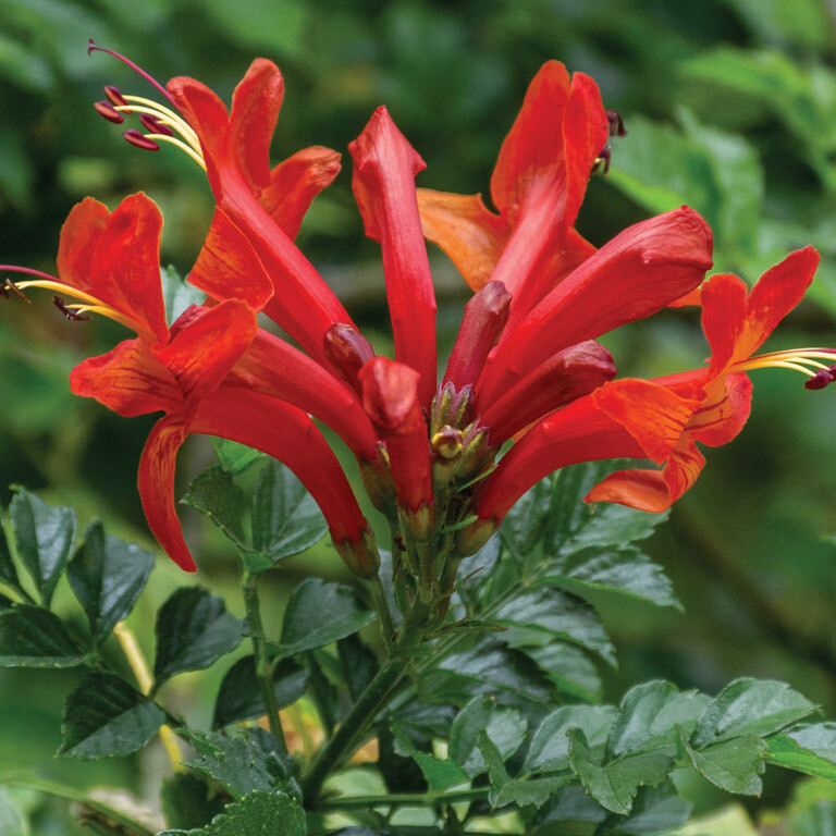 Tecoma Capensis Red