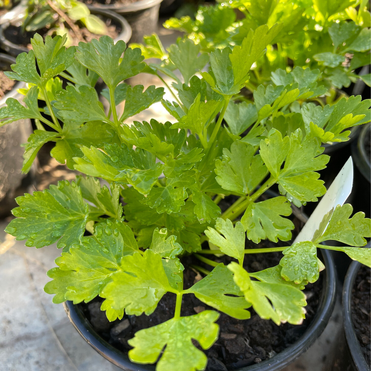 Celery