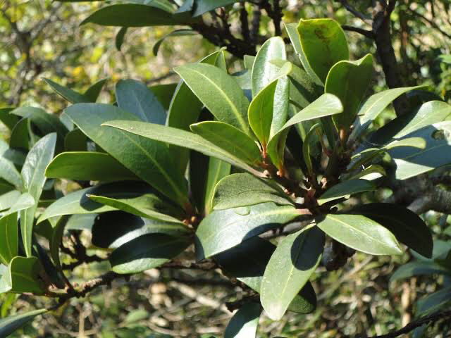 Rapanea Melanophloeos