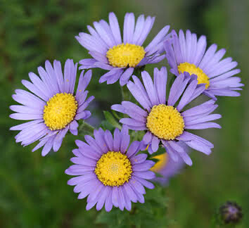 Felicia Echinata Mauve