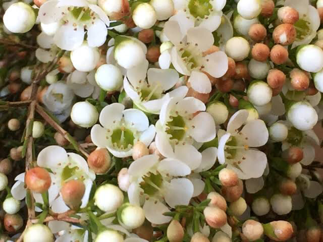 Chamelaucium Dawn Pearl