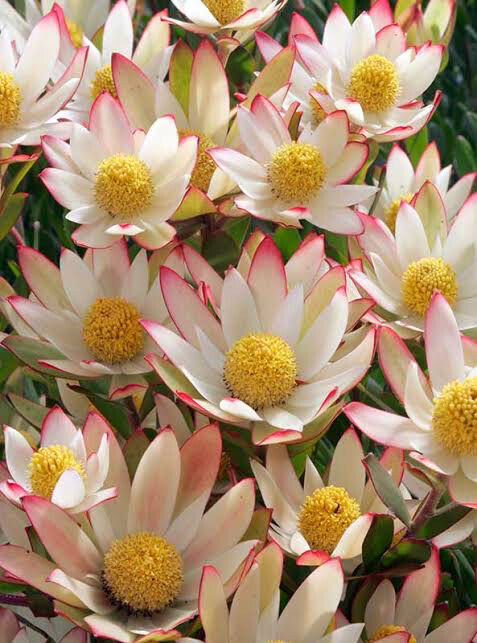 Leucadendron Harvest 