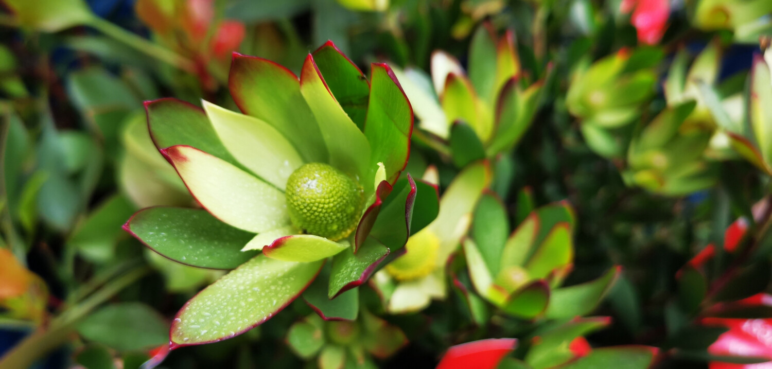 Leucadendron Harvest 