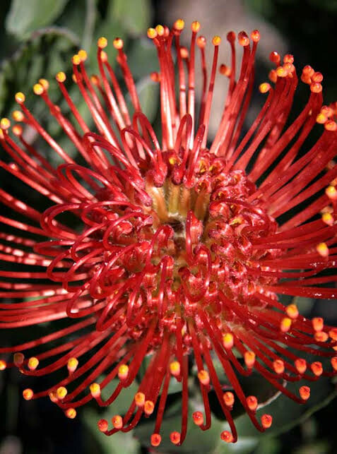 Leucospermum Raziya