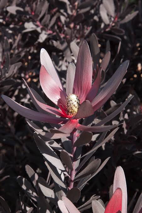 Leucadendron Burgundy Sunset