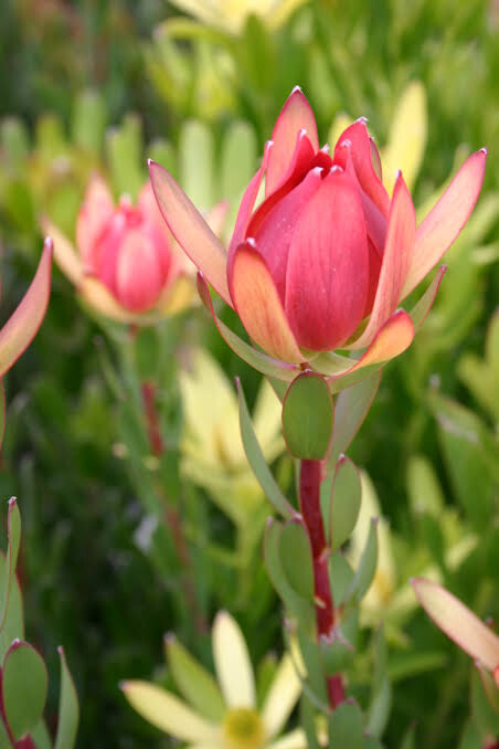 Leucadendron Amy