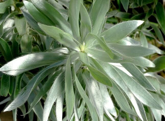 Leucadendron Silver Tree