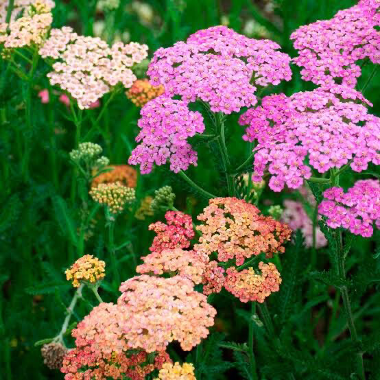Achillea Millefolium Assorted