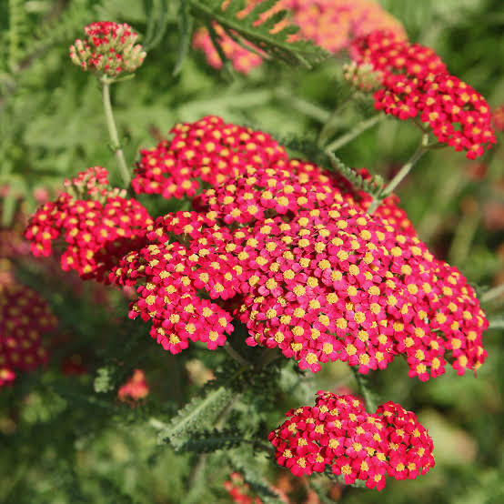 Achillea Millefolium Assorted