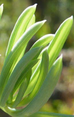 Curio Pondoensis