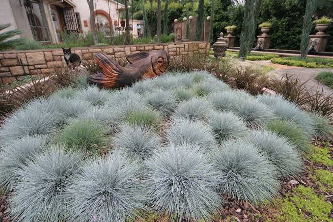 Festuca Ovina Glauca