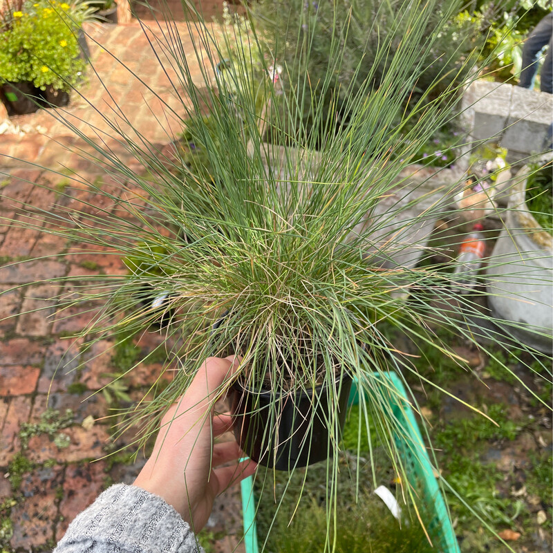 Festuca Ovina Glauca