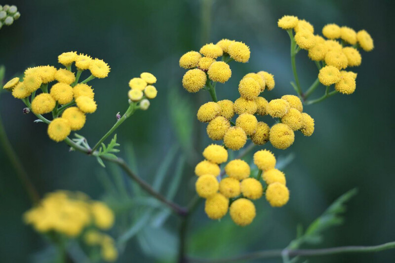 Herb Curry plant