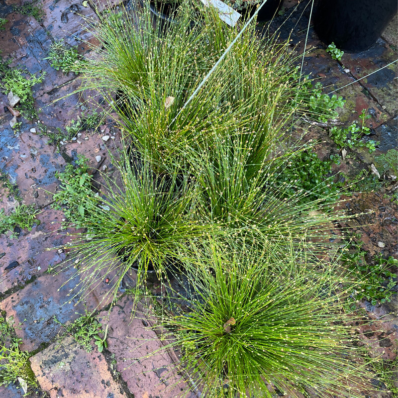Isolepsis cernua
