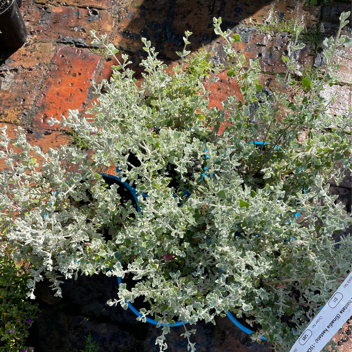 Rhagodia Hastata