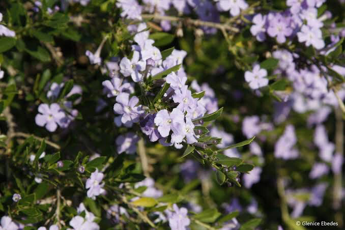 Freylinia tropical blue