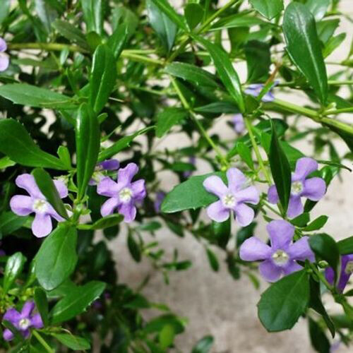 Freylinia tropical blue