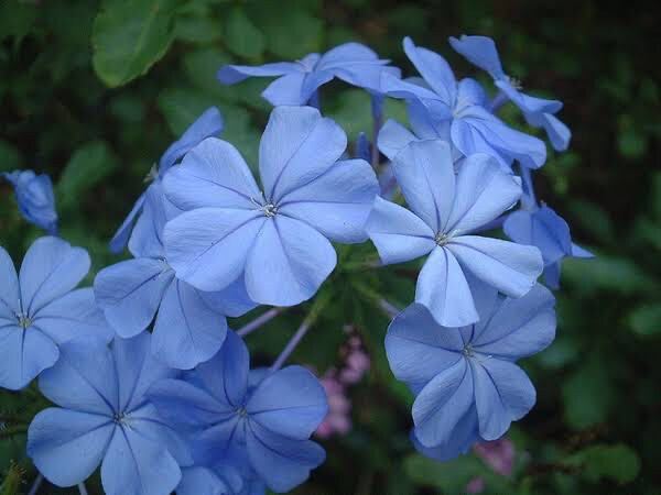 Plumbago Auriculata Cape Dark Blue