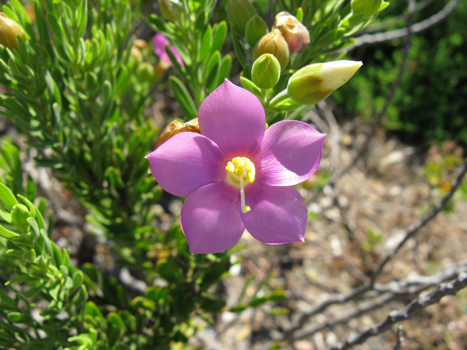 Orphium Frutescens