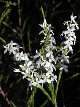 Struthiola Dodecandra