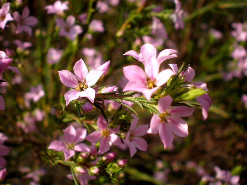 Coleonema Pulchellum
