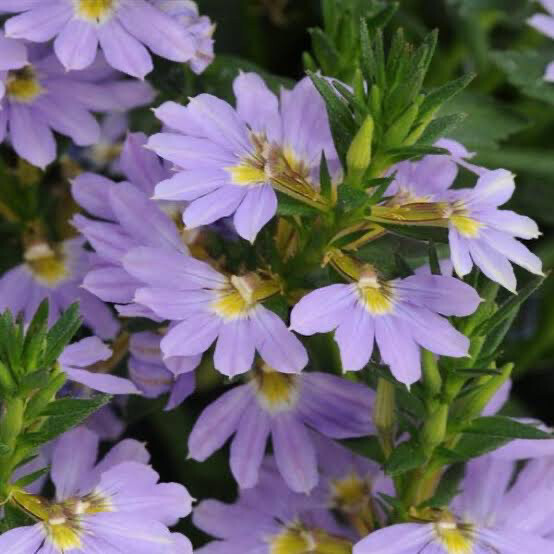 Scaevola Bondi Blue
