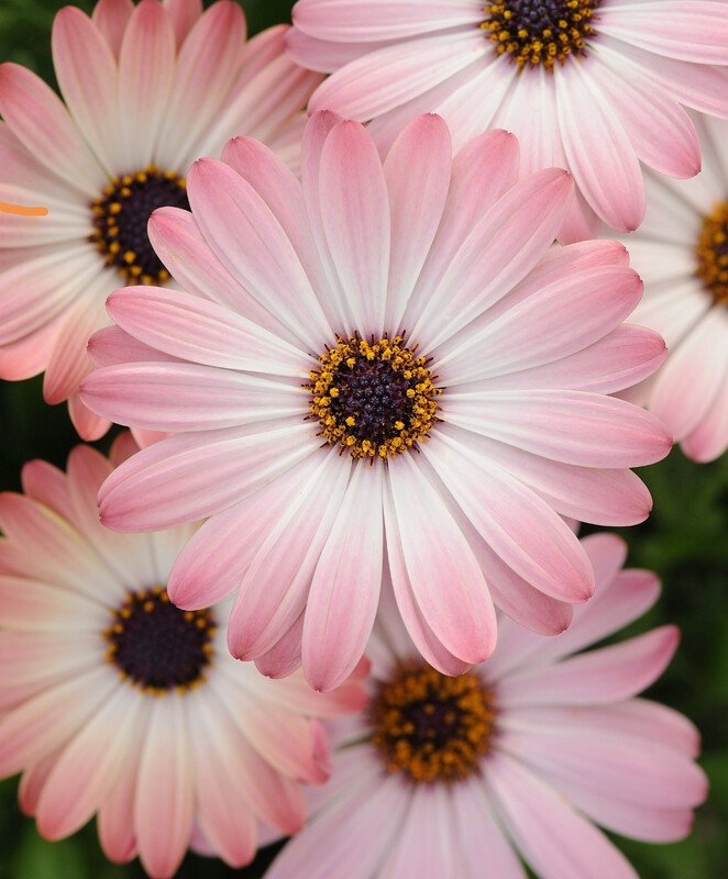 Osteospermum Serenity Pink Magic